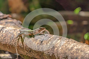 Delicate Ameiva Holcosus Deptophrys