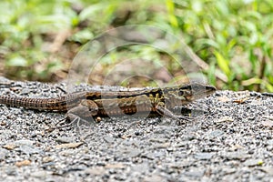 Delicate Ameiva (Holcosus leptophrys) lizard