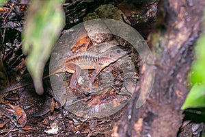 Delicate Ameiva & x28;Holcosus leptophrys& x29; lizard