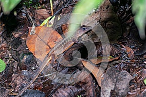 Delicate Ameiva & x28;Holcosus leptophrys& x29; lizard