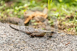 Delicate Ameiva & x28;Holcosus leptophrys& x29; lizard