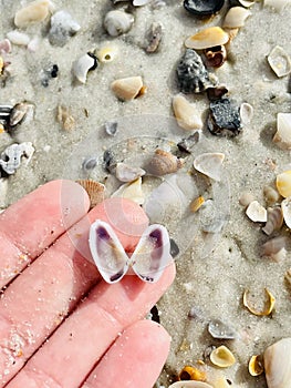 Delicate angel-wing seashells on the beach at St. Augustine, Florida
