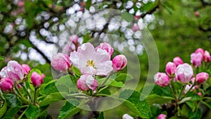 Delicate apple blossom flowers with raindrops