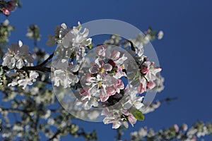 Delicate apple tree blossom as a new life concept