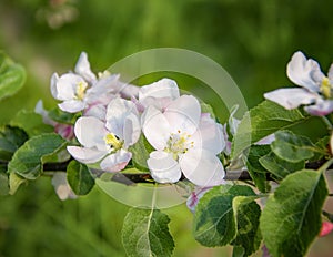 Delicate apple tree flowers, close-up