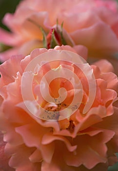 Delicate apricot pink Westerland rose