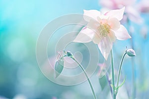 Delicate Aquilegia flower pink against a blue background. soft selective focus. Artistic image of flowers outdoors.