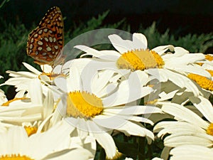 DELICATE ARCTIC SKIPPER BUTTERFLY ON A GROUP OF LIVELY CHARMING SHASTA DAISIES INVITING YOU INTO THE GARDEN