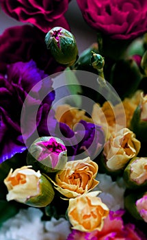 Delicate artistic closeup bouquet of blooming Carnation Dianthus Caryophyllus, or Clove Pink flower.