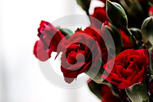 Delicate artistic closeup bouquet of blooming Carnation Dianthus Caryophyllus, or Clove Pink flower.