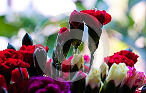 Delicate artistic closeup bouquet of blooming Carnation Dianthus Caryophyllus, or Clove Pink flower.