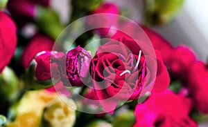 Delicate artistic closeup bouquet of blooming Carnation Dianthus Caryophyllus, or Clove Pink flower.