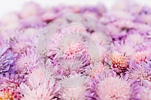 Delicate aster background, romantic flower placer photo