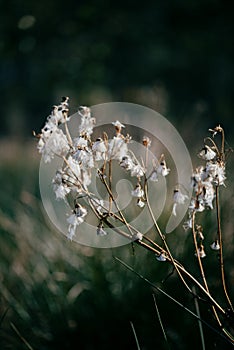 Delicate autumn dry plant with light white cotton like pappus photo