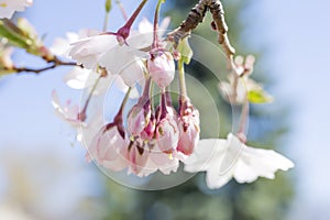 Delicate baby pink blossom buds hanging from tree branch with so