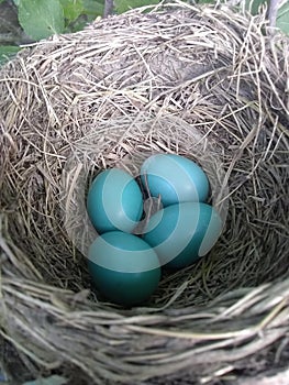 Delicate baby robin eggs