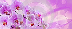 Delicate background with purple orchid flowers for postcards and graphic works. Banner  panorama with space for text