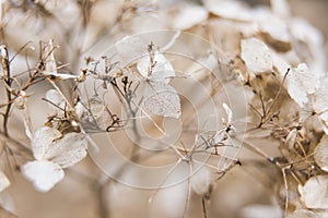 Delicate background of white dried flowers is macro