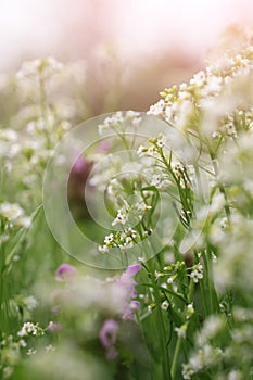 Delicate background with wildflowers