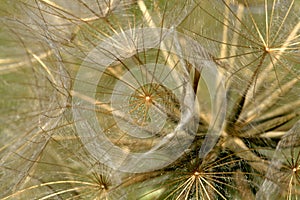 A delicate ball of dandelion seeds.