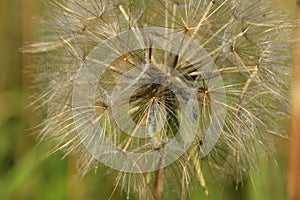 A delicate ball of dandelion seeds.