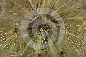 A delicate ball of dandelion seeds.