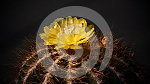 Delicate Barrel Cactus Flower