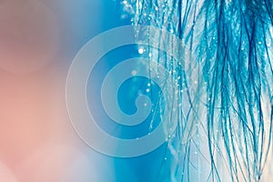 Delicate beautiful background of a blue feather with small drops. Curtain made of feathers on a pink background. . Artwork. Flowin