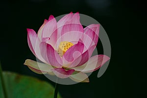 Lotus flowers, symbolizing growth and new beginnings photo