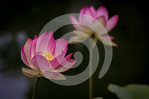 Lotus flowers, symbolizing growth and new beginnings photo