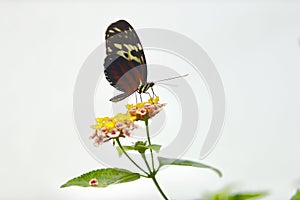 A delicate beautiful butterfly feeding on the exquiste flowers