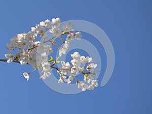 Delicate and beautiful cherry blossom against blue sky background. Sakura blossom.