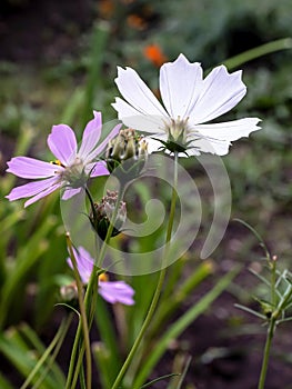 Delicate beautiful fresh bright multicolored flowers of cosmea