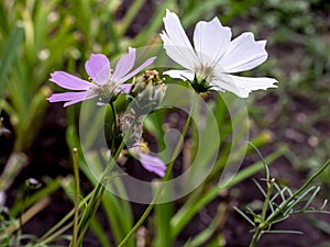 delicate beautiful fresh bright multicolored flowers of cosmea