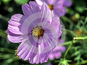 delicate beautiful fresh bright purple flowers of cosmea