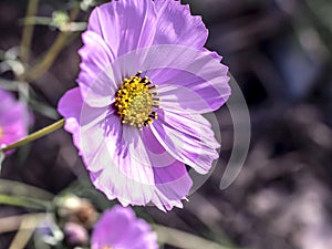 delicate beautiful fresh bright purple flowers of cosmea