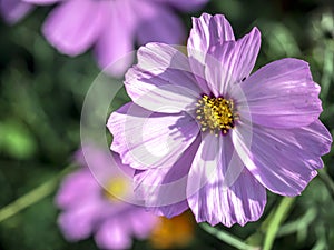 delicate beautiful fresh bright purple flowers of cosmea