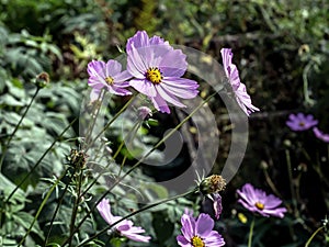 delicate beautiful fresh bright purple flowers of cosmea