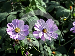 delicate beautiful fresh bright purple flowers of cosmea