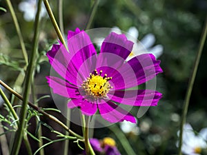 delicate beautiful fresh bright purple flowers of cosmea