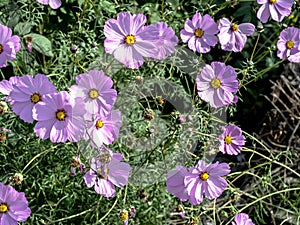 delicate beautiful fresh bright purple flowers of cosmea