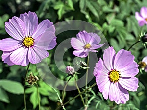 delicate beautiful fresh bright purple flowers of cosmea