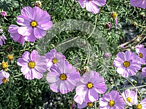 delicate beautiful fresh bright purple flowers of cosmea