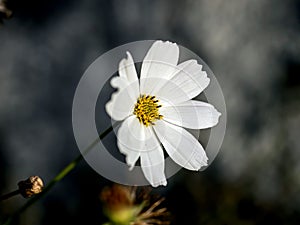 delicate beautiful fresh bright white flowers of cosmea