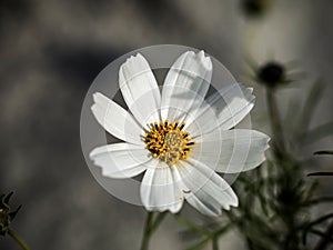 delicate beautiful fresh bright white flowers of cosmea