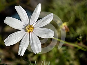 delicate beautiful fresh bright white flowers of cosmea