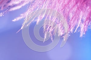 Delicate beautiful macro pink feather in dew drops on a blue background. Abstract art image. Selective focus