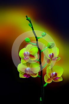 Delicate and beautiful mini yellow phalaenopsis orchids on dark gradient background