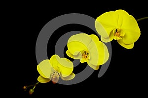 Delicate and beautiful phalaenopsis yellow orchids on dark background