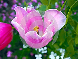 Delicate beautiful pink tulip on a light green background. Macro. A blossoming tulip flower. Spring summer background